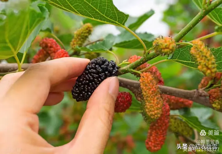 梦见摘桑葚，探索梦境中的甜蜜与收获